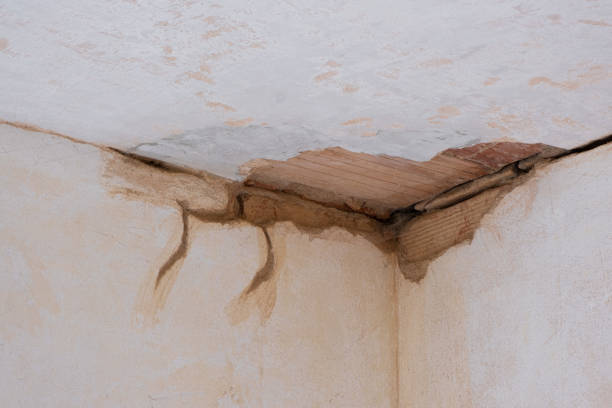Best Professional water damage repair  in Parkwood, CA