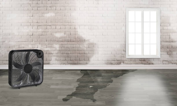 Best Carpet water damage restoration  in Parkwood, CA